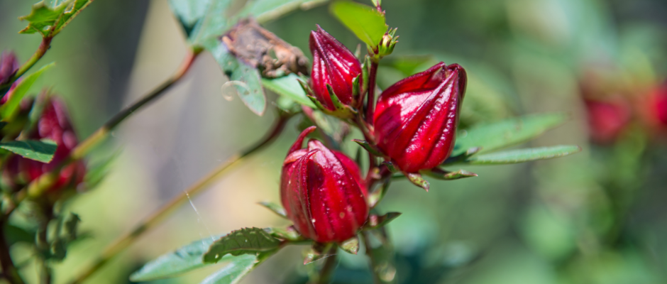 Bunga Rosella: Asam dan Warna Merahnya Yang Menyehatkan